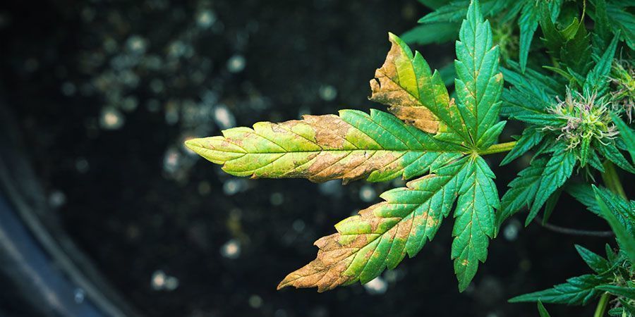 How Marijuana Use Affects Your SAP Program Compliance